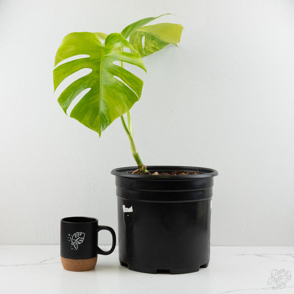 Monstera Deliciosa Aurea Variegated (Small Form/Borsigiana) (wk8-A)