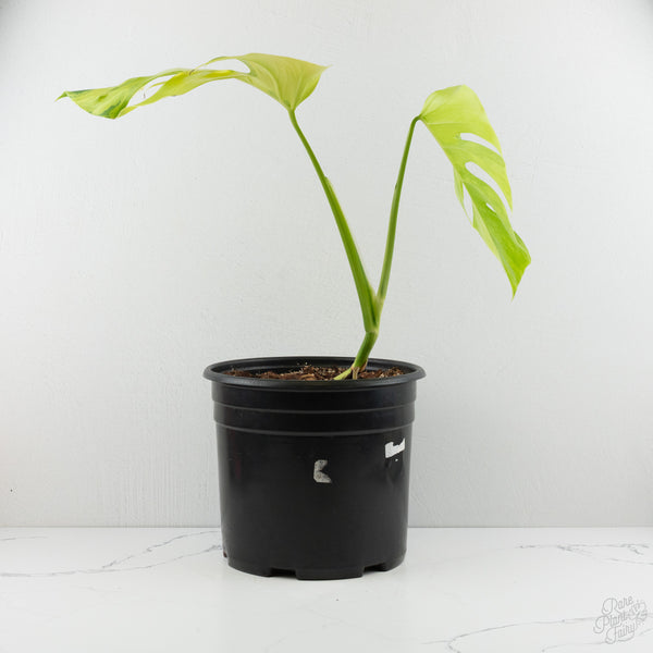 Monstera Deliciosa Aurea Variegated (Small Form/Borsigiana) (wk8-A)