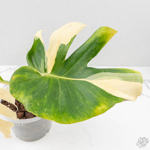 Monstera Deliciosa 'Blue Frost' (wk27-UF)