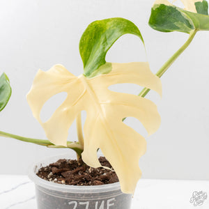 Monstera Deliciosa 'Blue Frost' (wk27-UF)