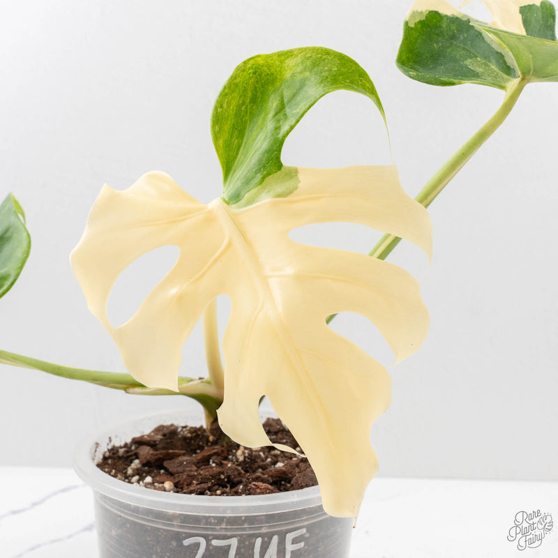 Monstera Deliciosa 'Blue Frost' (wk27-UF)