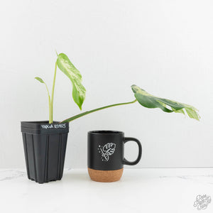Monstera Deliciosa 'Bulbasaur' (wk14-A)