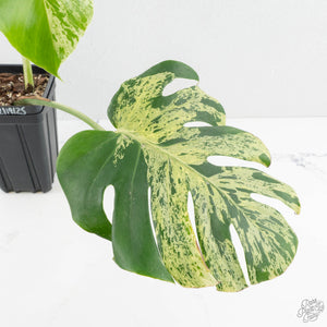 Monstera Deliciosa 'Bulbasaur' (wk14-A)