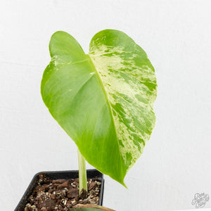 Monstera Deliciosa 'Bulbasaur' (wk14-A)