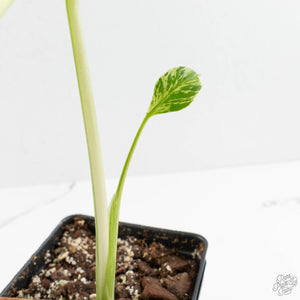 Monstera Deliciosa 'Bulbasaur' (wk14-A)