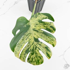 Monstera Deliciosa 'Bulbasaur' (wk14-A)