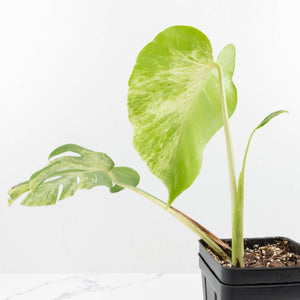 Monstera Deliciosa 'Bulbasaur' (wk14-A)