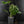 Monstera Deliciosa 'Bulbasaur' (wk43-L395)