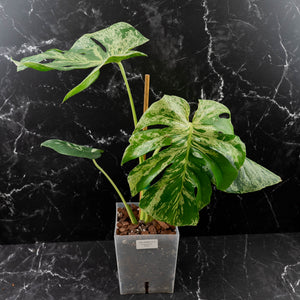Monstera Deliciosa 'Bulbasaur' (wk43-L395)