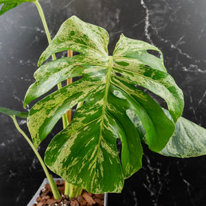Monstera Deliciosa 'Bulbasaur' (wk43-L395)