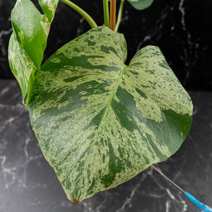 Monstera Deliciosa 'Bulbasaur' (wk43-L395)