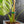 Monstera Deliciosa 'Bulbasaur' (wk43-L395)
