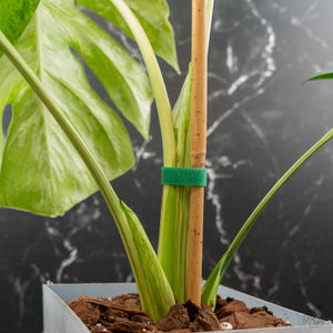 Monstera Deliciosa 'Bulbasaur' (wk43-L395)