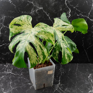 Monstera Deliciosa 'Bulbasaur' (wk43-L396)
