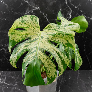 Monstera Deliciosa 'Bulbasaur' (wk43-L396)