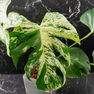 Monstera Deliciosa 'Bulbasaur' (wk43-L396)