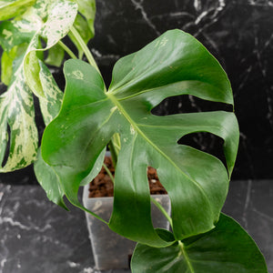 Monstera Deliciosa 'Bulbasaur' (wk43-L396)