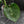 Monstera Deliciosa 'Bulbasaur' (wk43-L396)
