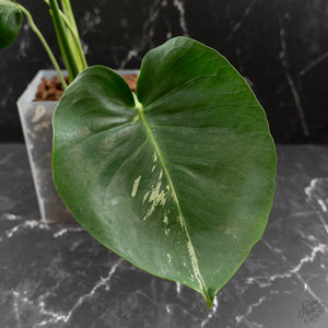 Monstera Deliciosa 'Bulbasaur' (wk43-L396)