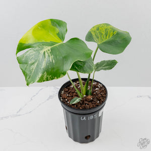 Monstera Deliciosa 'Bulbasaur' Aurea Variegated (wk43-U185)