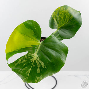 Monstera Deliciosa 'Bulbasaur' Aurea Variegated (wk43-U185)