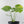 Monstera Deliciosa 'Bulbasaur' Aurea Variegated (wk43-U185)