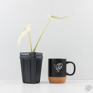 Monstera Deliciosa 'Casper' (wk27-UC)