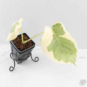 Monstera Deliciosa 'Casper' (wk27-UC)