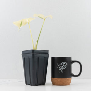 Monstera Deliciosa 'Casper' (wk34-U37)