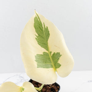 Monstera Deliciosa 'Casper' (wk34-U37)
