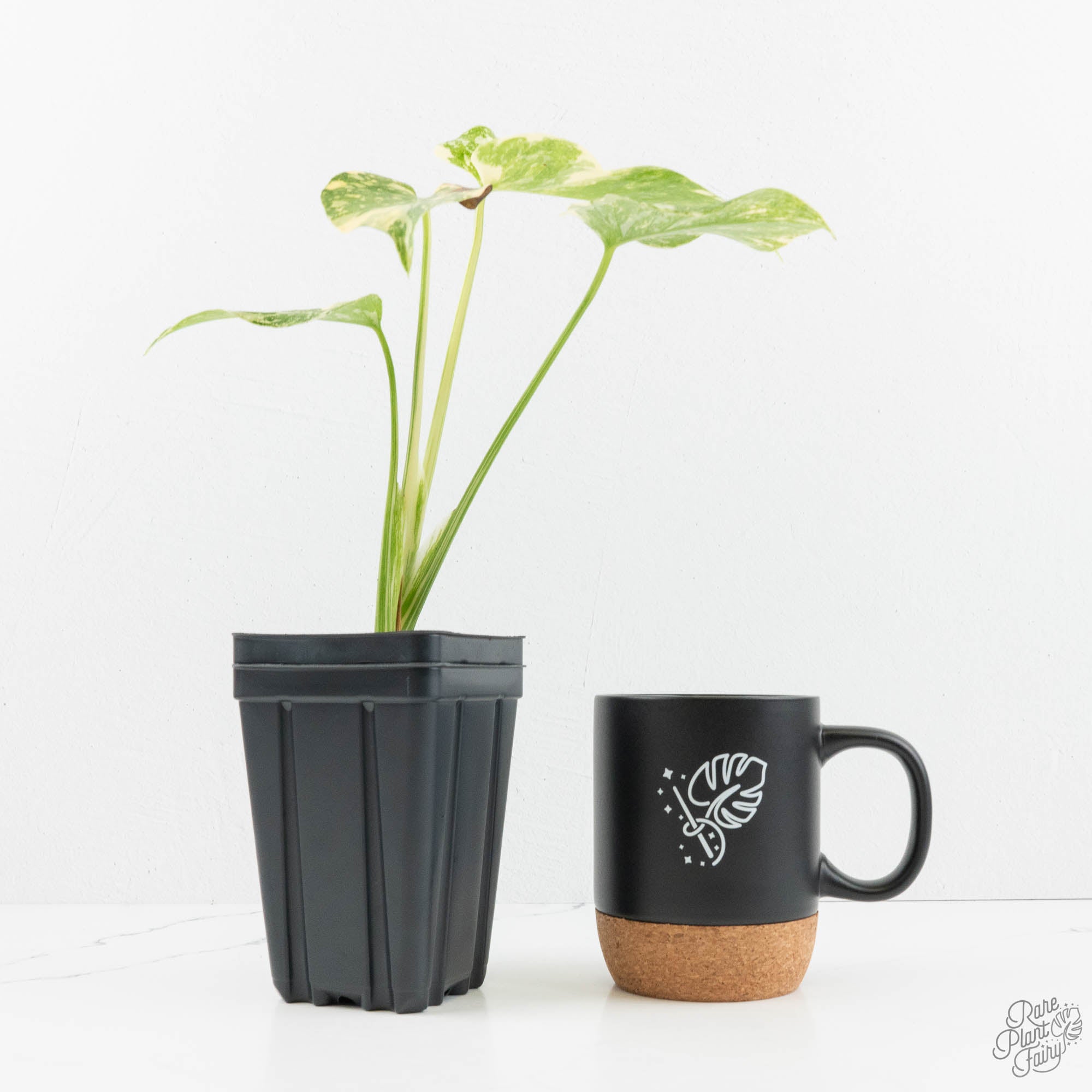 Monstera deliciosa 'Cream Brulee' 限定1株 Monstera Deliciosa 'Creme Brûlée' (wk18-D) – Rare Plant Fairy