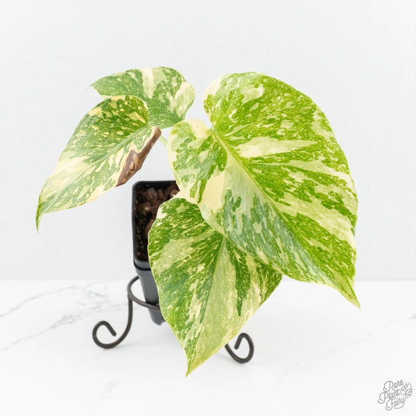Monstera deliciosa 'Cream Brulee' 限定1株 Monstera Deliciosa 'Creme Brûlée' (wk18-D) – Rare Plant Fairy