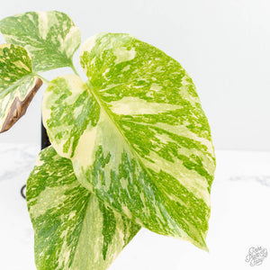 Monstera Deliciosa 'Creme Brûlée' (wk18-D)
