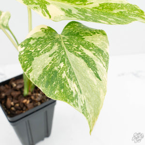 Monstera Deliciosa 'Creme Brûlée' (wk18-D)