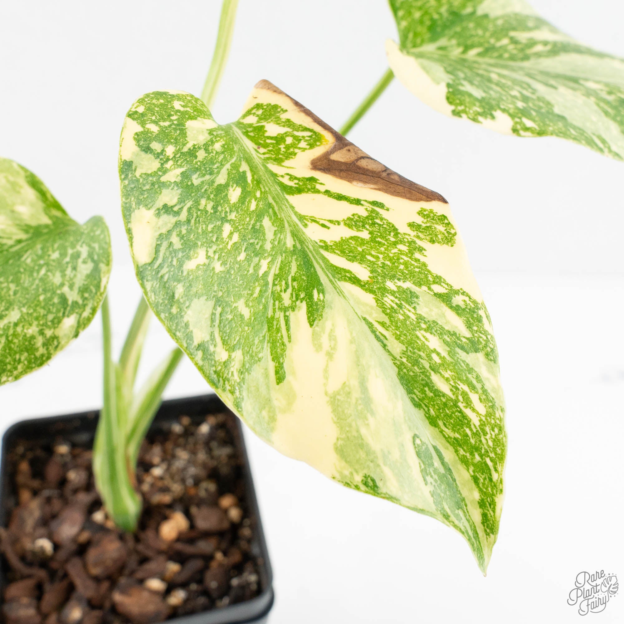 Monstera deliciosa 'Cream Brulee' 限定1株 Monstera Deliciosa 'Creme Brûlée' (wk18-D) – Rare Plant Fairy