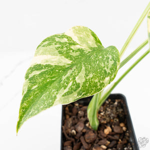 Monstera Deliciosa 'Creme Brûlée' (wk18-D)