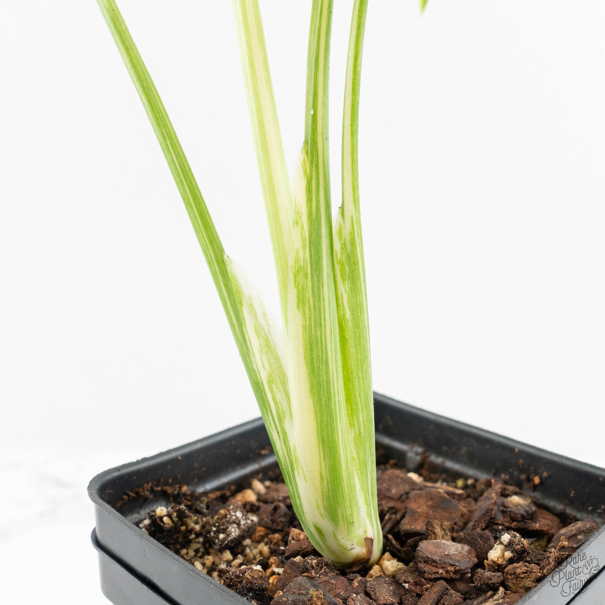 Monstera Deliciosa 'Creme Brûlée' (wk18-D) – Rare Plant Fairy