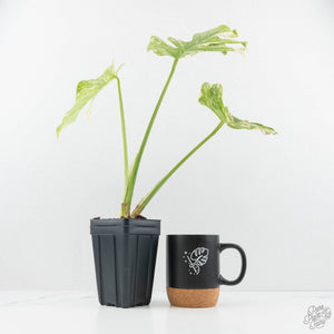 Monstera Deliciosa 'Creme Brûlée' (wk19-B)