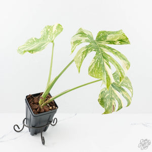 monstera thai constellation creme brulee Monstera Deliciosa 'Creme Brûlée' (wk19-B) – Rare Plant Fairy