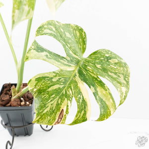 Monstera Deliciosa 'Creme Brûlée' (wk19-B)