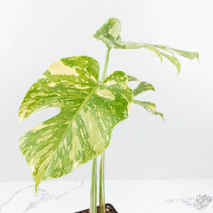 Monstera Deliciosa 'Creme Brûlée' (wk19-B)