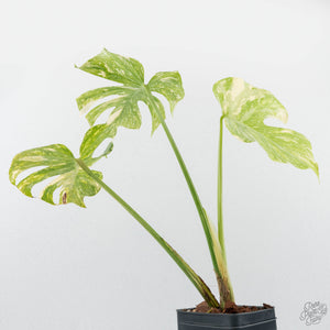 Monstera Deliciosa 'Creme Brûlée' (wk19-B)