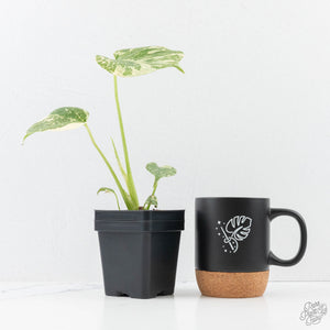 Monstera Deliciosa 'Creme Brûlée' (wk25-C)