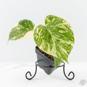 Monstera Deliciosa 'Creme Brûlée' (wk25-C)