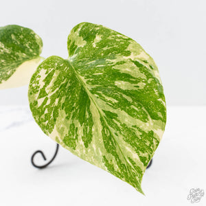 Monstera Deliciosa 'Creme Brûlée' (wk25-C)