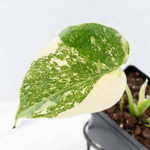 Monstera Deliciosa 'Creme Brûlée' (wk25-C)