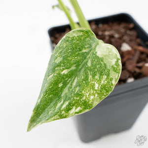 Monstera Deliciosa 'Creme Brûlée' (wk25-C)