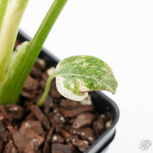 Monstera Deliciosa 'Creme Brûlée' (wk25-C)