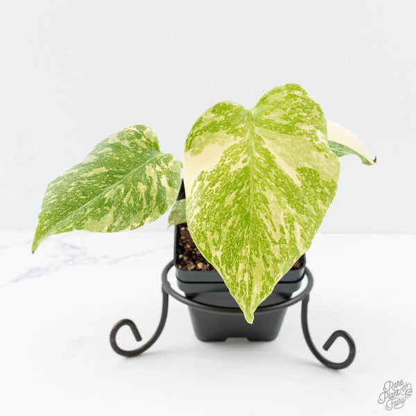 Monstera deliciosa 'Cream Brulee' 限定1株 Monstera Deliciosa 'Creme Brûlée' (wk25-D) – Rare Plant Fairy
