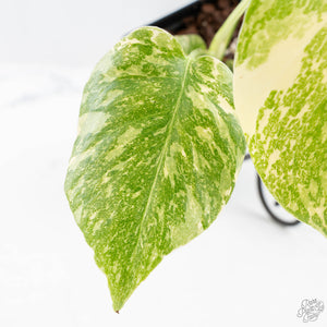 Monstera Deliciosa 'Creme Brûlée' (wk25-D)